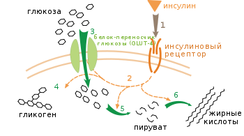 Инсулин клетки мишени