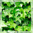 экстракт плюща